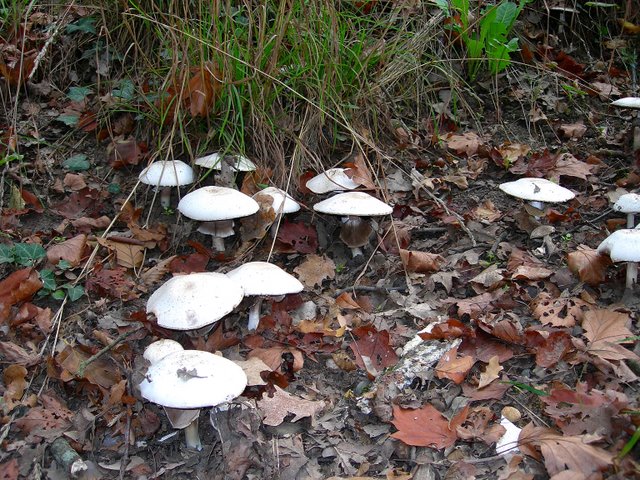 Volvariella  terrea  sp.nov.